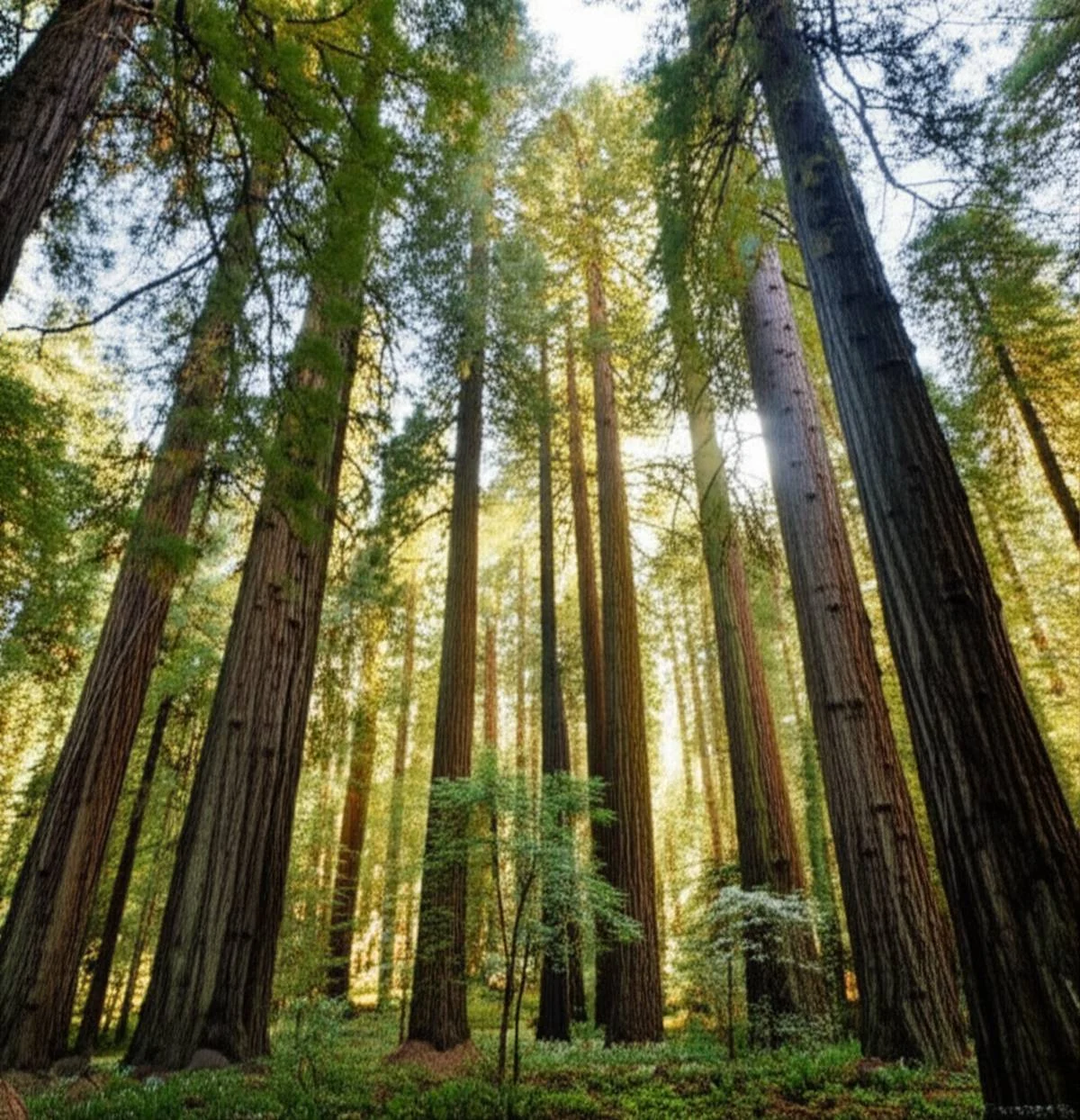 درخت سرخ چوب کالیفرنیا The giant redwoods