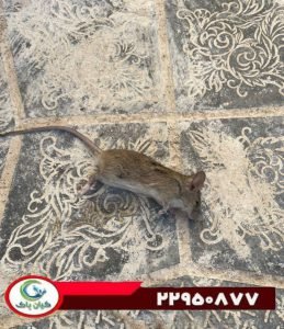 مرگ موش چیست و چگونه عمل می کند؟