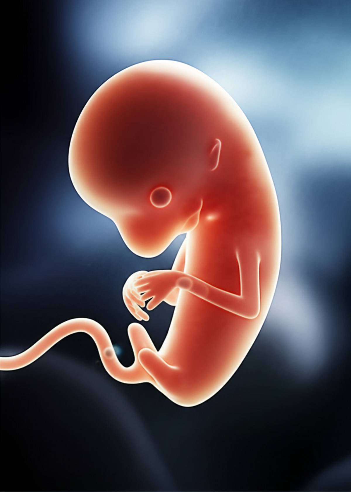 دیه سقط جنین در مرحله علقه | راهنمای جامع حکم شرعی و قانونی