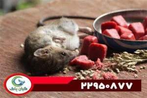 شرکت طعمه گذاری برای موش